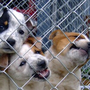 Animal Care & Rescue in Albania